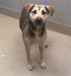 adoptable Dog in  named *DEREK