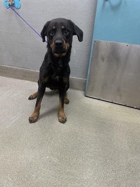 adoptable Dog in Las Vegas, NV named *SUNSHINE