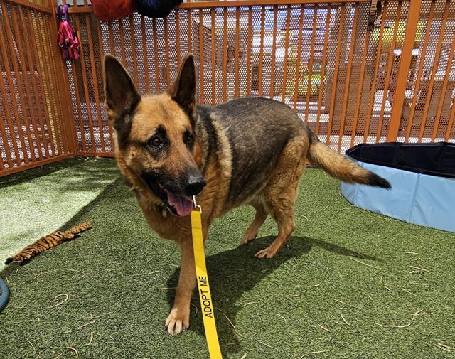 adoptable Dog in Las Vegas, NV named *STANLEY