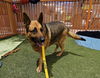 adoptable Dog in  named *STANLEY