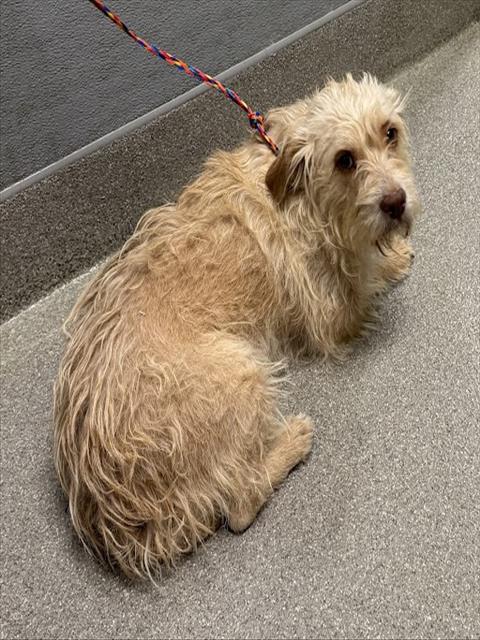 adoptable Dog in Las Vegas, NV named PEANUT