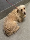 adoptable Dog in  named PEANUT