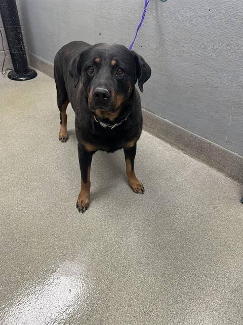 adoptable Dog in Las Vegas, NV named BELLA