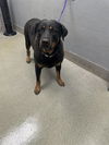 adoptable Dog in  named BELLA