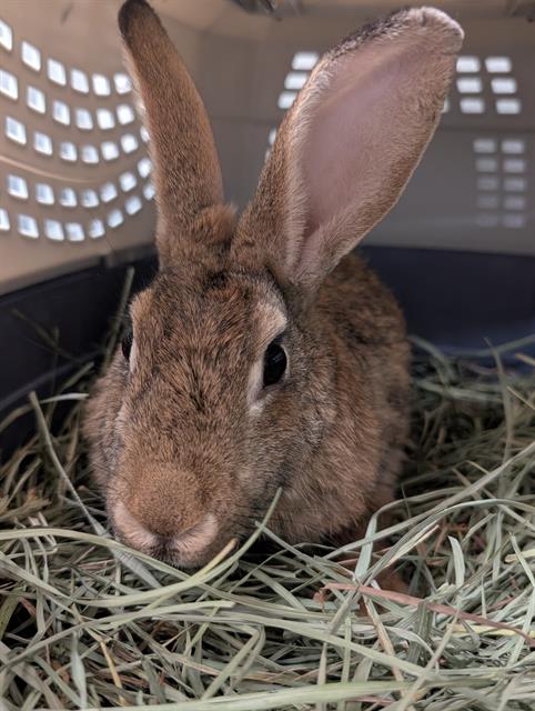 adoptable Rabbit in Las Vegas, NV named *JUANA