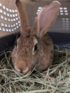 adoptable Rabbit in  named *JUANA