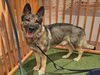 adoptable Dog in  named *SIR TUXFORD