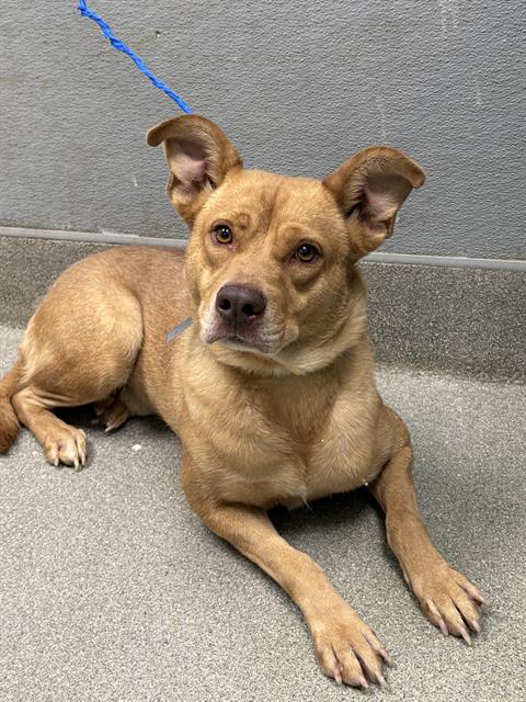 adoptable Dog in Las Vegas, NV named MAX