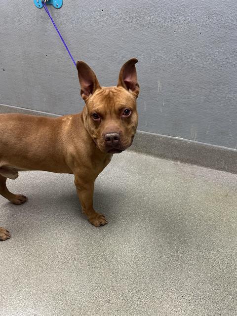 adoptable Dog in Las Vegas, NV named *SCRAPPY