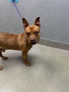 adoptable Dog in  named *SCRAPPY