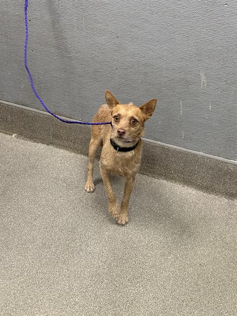 adoptable Dog in Las Vegas, NV named *TIMBER