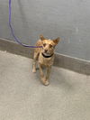 adoptable Dog in  named *TIMBER