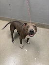 adoptable Dog in  named *SUMMERNIGHTS