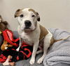 adoptable Dog in , NV named *PORTABELLA