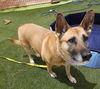 adoptable Dog in , NV named LUNA