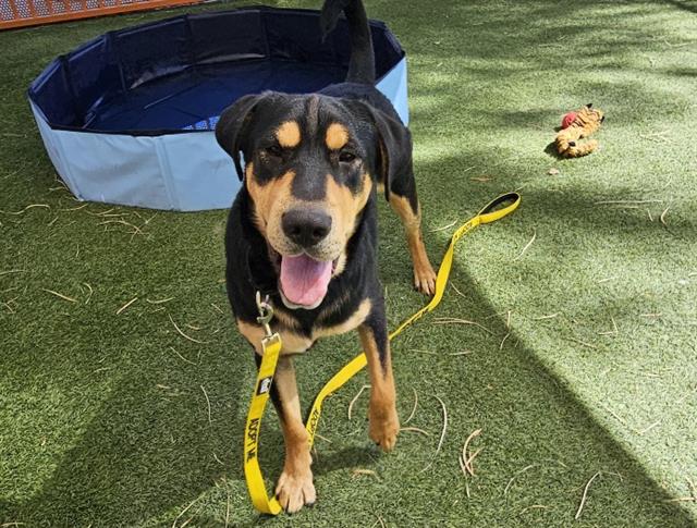 adoptable Dog in Las Vegas, NV named CHIMINO