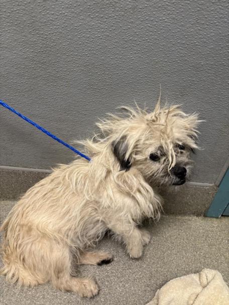 adoptable Dog in Las Vegas, NV named *JD