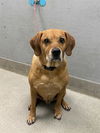 adoptable Dog in  named KENAI