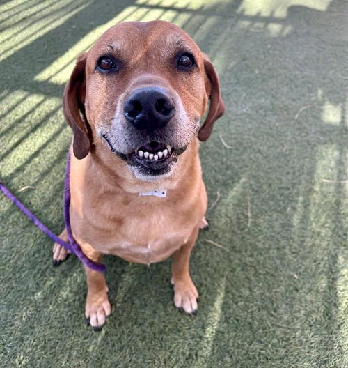 KENAI - Basset Hound available for adoption