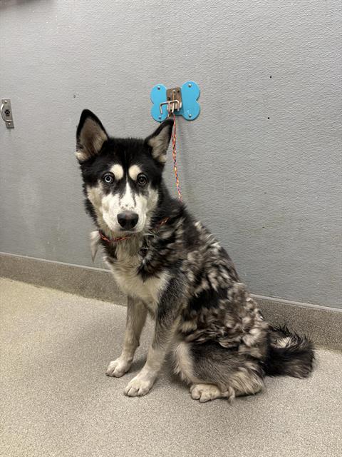 adoptable Dog in Las Vegas, NV named *DRAGON
