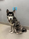 adoptable Dog in , NV named *DRAGON