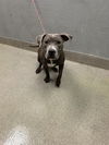 adoptable Dog in  named *MARVIN
