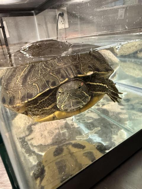 adoptable Turtle in Las Vegas, NV named *SQUIDWARD