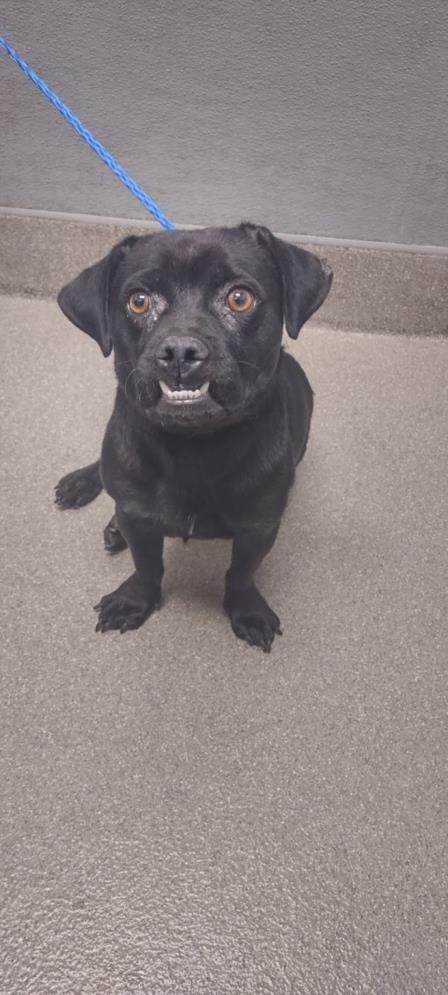 adoptable Dog in Las Vegas, NV named *SCRAPPY