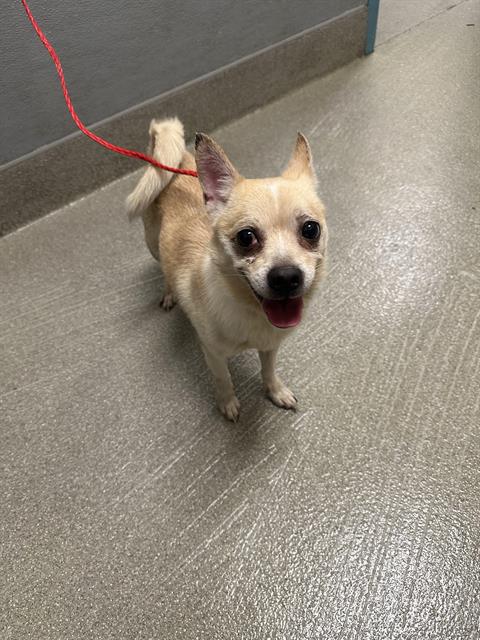 adoptable Dog in Las Vegas, NV named *ROCKET