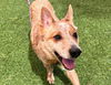 adoptable Dog in  named SNICKERS
