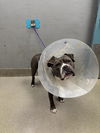 adoptable Dog in  named BANKS