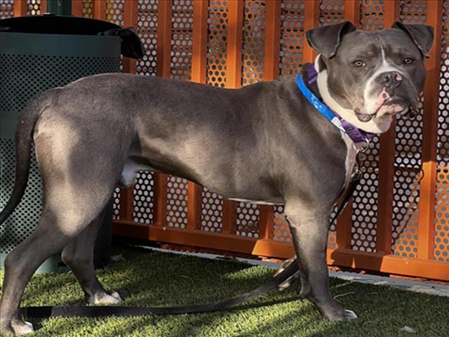 adoptable Dog in Las Vegas, NV named BANKS