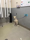 adoptable Dog in  named MAX