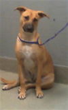 adoptable Dog in  named KAHLUA