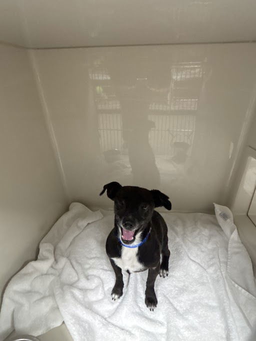 adoptable Dog in Las Vegas, NV named ODIE