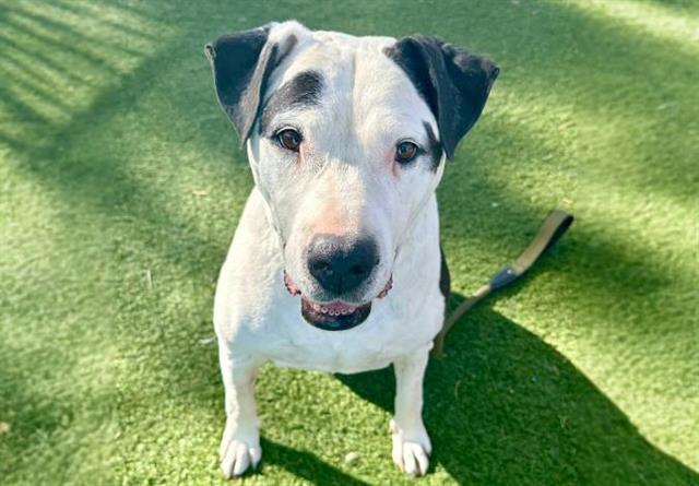 adoptable Dog in Las Vegas, NV named DOMINO