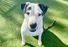 adoptable Dog in  named DOMINO