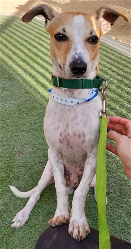 adoptable Dog in Las Vegas, NV named *CONSTANCE