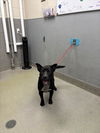 adoptable Dog in Las Vegas, NV named *DYNAMITE