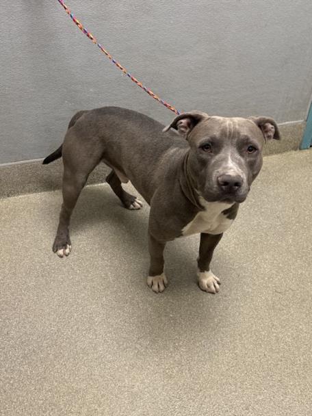 adoptable Dog in Las Vegas, NV named *MOOSE