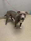 adoptable Dog in Las Vegas, NV named *MOOSE