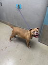 adoptable Dog in  named *STELLA