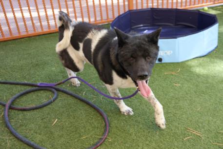 adoptable Dog in Las Vegas, NV named REX