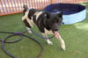 adoptable Dog in  named REX