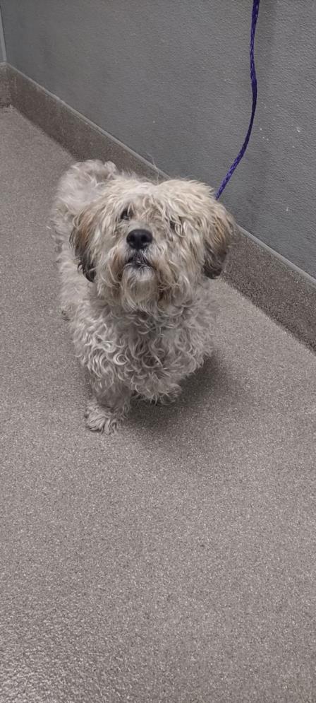 adoptable Dog in Las Vegas, NV named ALBUS
