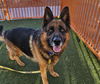 adoptable Dog in Las Vegas, NV named *ROCCO