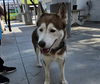 adoptable Dog in  named NYLA