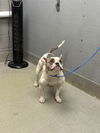 adoptable Dog in  named *GREYSTONE