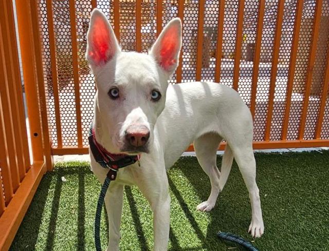 adoptable Dog in Las Vegas, NV named FENTY