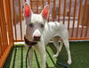 adoptable Dog in  named FENTY
